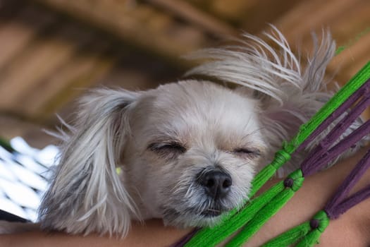 Dog so cute mixed breed with Shih-Tzu, Pomeranian and Poodle sleep at beach travel point, Beige color