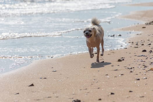 Dog so cute mixed breed with Shih-Tzu, Pomeranian and Poodle  travel run on beach, Beige color