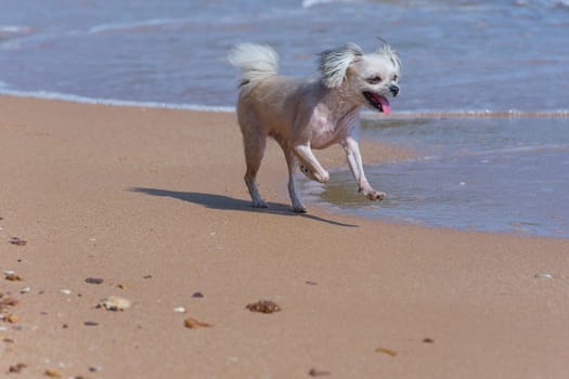 Dog so cute mixed breed with Shih-Tzu, Pomeranian and Poodle  travel run on beach, Beige color