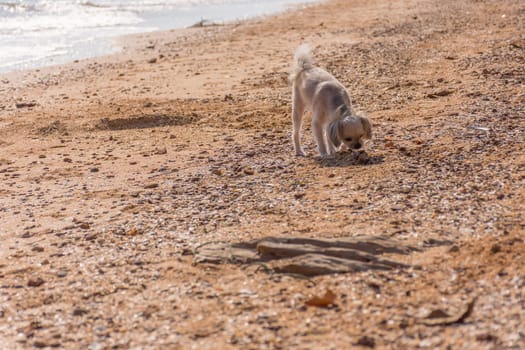 Dog so cute mixed breed with Shih-Tzu, Pomeranian and Poodle  travel run on beach, Beige color