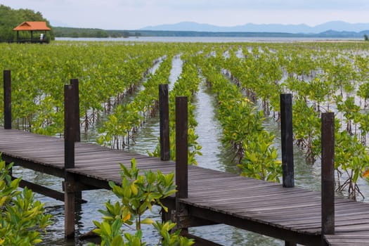 Mangrove forrest or Golden Meadow (Thung Prong Thong in Thai language) with wooden bridge is a nalure travel point at Rayong, Thailand