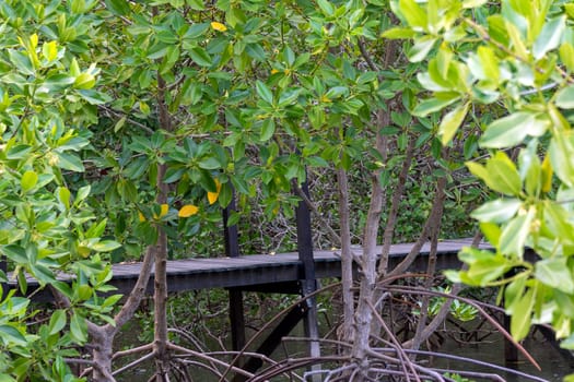 Mangrove forrest or Golden Meadow (Thung Prong Thong in Thai language) with wooden bridge is a nalure travel point at Rayong, Thailand
