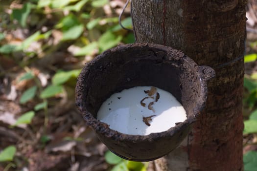 Natural latex dripping from a rubber tree at a rubber tree plantation.