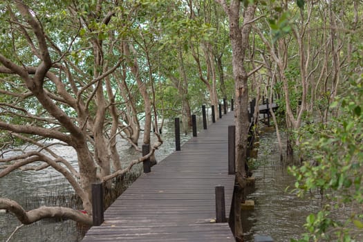 Mangrove forrest or Golden Meadow (Thung Prong Thong in Thai language) with wooden bridge is a nalure travel point at Rayong, Thailand