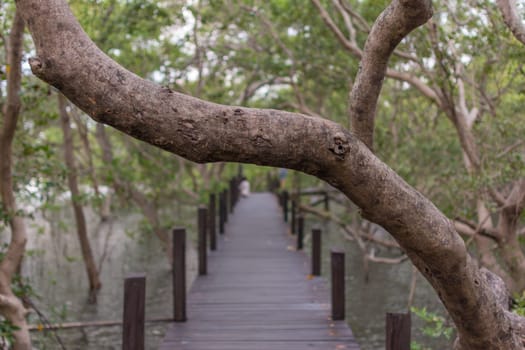 Mangrove forrest or Golden Meadow (Thung Prong Thong in Thai language) with wooden bridge is a nalure travel point at Rayong, Thailand