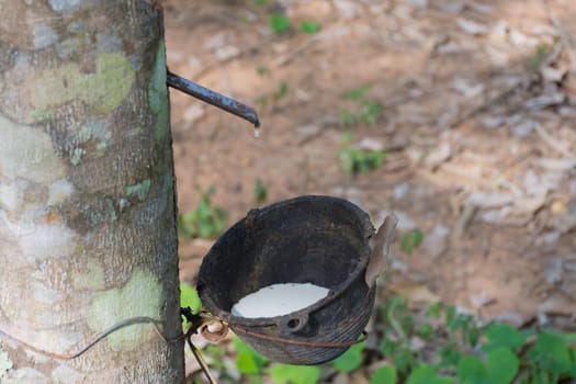 Natural latex dripping from a rubber tree at a rubber tree plantation.