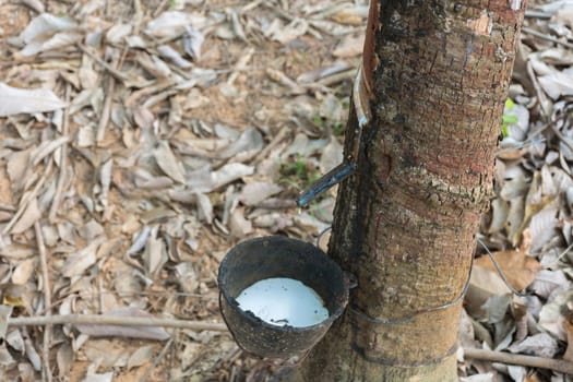 Natural latex dripping from a rubber tree at a rubber tree plantation.