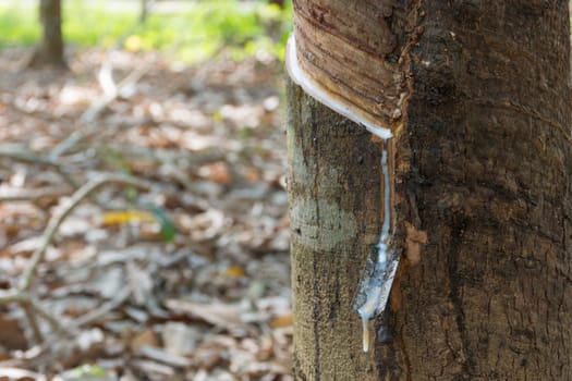 Natural latex dripping from a rubber tree at a rubber tree plantation.