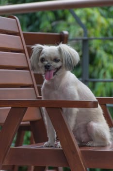 Dog so cute mixed breed with Shih-Tzu, Pomeranian and Poodle on chair in coffee shop at travel point, Beige color