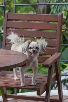 Dog so cute mixed breed with Shih-Tzu, Pomeranian and Poodle on chair in coffee shop at travel point, Beige color