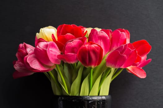 Beautiful tulips flower red color in black vase on black background