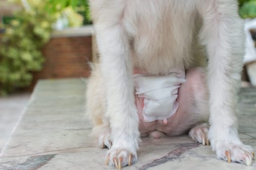 Dog checking a wound suture at abdomen after endometrium surgery by veterinarian at hospital for pet