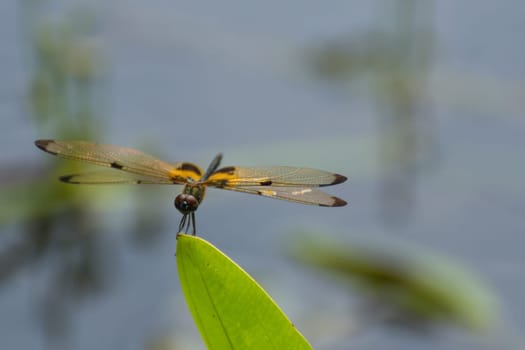 Dragonfly in yellow and black on a plant in wild blurred a green nature background