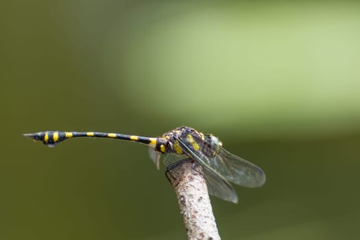 Dragonfly in yellow and black on a plant in wild blurred a green nature background