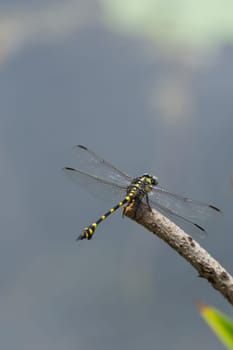 Dragonfly in yellow and black on a plant in wild blurred a green nature background