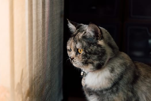 Cat is a animal type mammal and pet so cute gray color sitting for relax and looking out a window or door for want to go out or wait something with lonely and miss