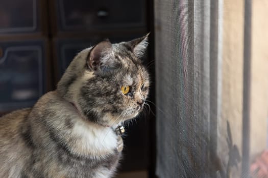 Cat is a animal type mammal and pet so cute gray color sitting for relax and looking out a window or door for want to go out or wait something with lonely and miss