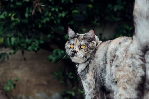 Cat is a animal type mammal and pet so cute gray color sitting for relax and looking at something with interest for wait something with happy