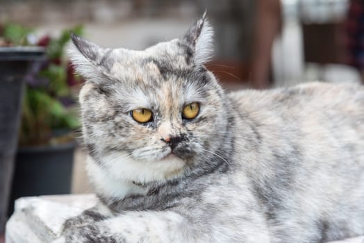 Cat is a animal type mammal and pet so cute gray color sitting for relax and looking at something with interest for wait something with happy
