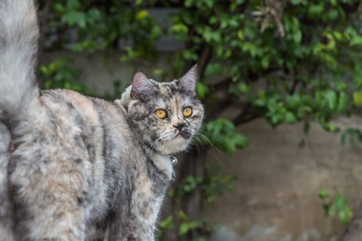 Cat is a animal type mammal and pet so cute gray color sitting for relax and looking at something with interest for wait something with happy