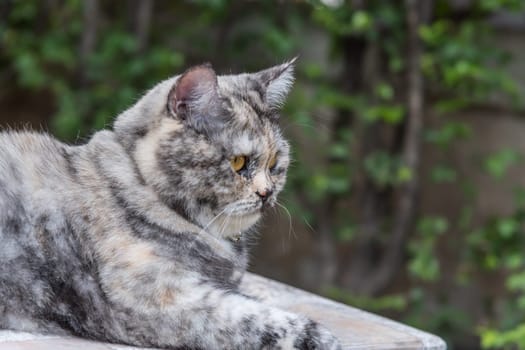 Cat is a animal type mammal and pet so cute gray color sitting for relax and looking at something with interest for wait something with happy