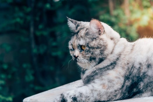 Cat is a animal type mammal and pet so cute gray color sitting for relax and looking at something with interest for wait something with happy
