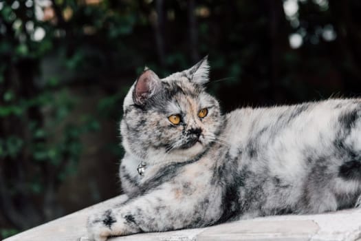 Cat is a animal type mammal and pet so cute gray color sitting for relax and looking at something with interest for wait something with happy