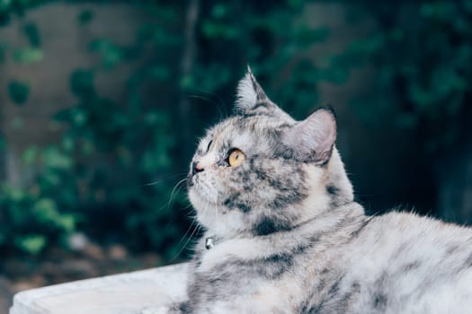 Cat is a animal type mammal and pet so cute gray color sitting for relax and looking at something with interest for wait something with happy