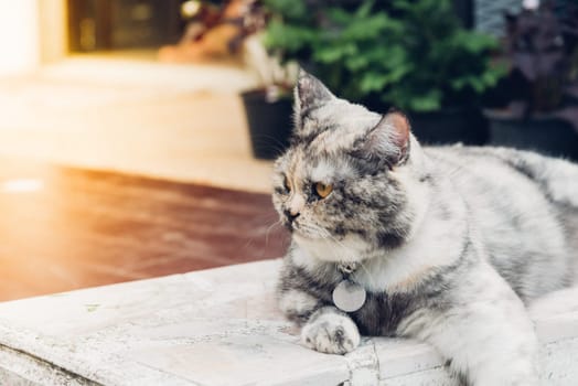 Cat is a animal type mammal and pet so cute gray color sitting for relax and looking at something with interest for wait something with happy