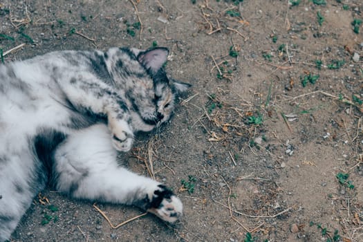 Cat is a animal type mammal and pet so cute gray color sitting for relax and looking at something with interest for wait something with happy