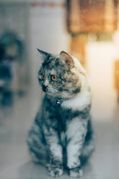 Cat is a animal type mammal and pet so cute gray color sitting for relax and looking out a window or door for want to go out or wait something with lonely and miss