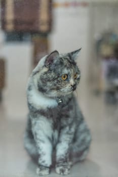 Cat is a animal type mammal and pet so cute gray color sitting for relax and looking out a window or door for want to go out or wait something with lonely and miss