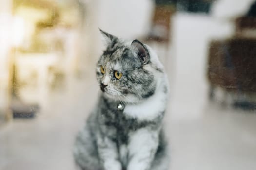 Cat is a animal type mammal and pet so cute gray color sitting for relax and looking out a window or door for want to go out or wait something with lonely and miss