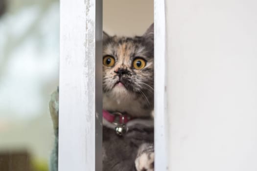 Cat is a animal type mammal and pet so cute gray color sitting for relax and looking out a window or door for want to go out or wait something with lonely and miss