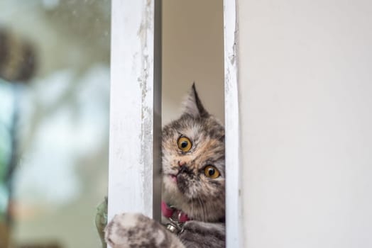 Cat is a animal type mammal and pet so cute gray color sitting for relax and looking out a window or door for want to go out or wait something with lonely and miss