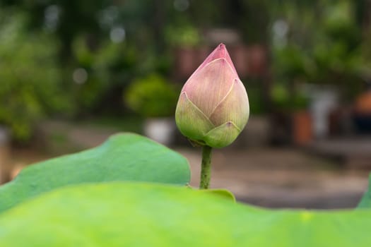 Lotus waterlily flower pink green color, Naturally beautiful plant in the garden