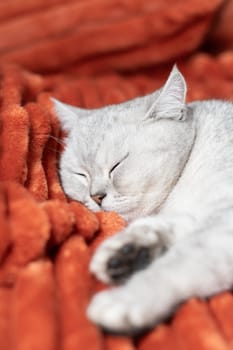 gray cat sleeping peacefully on bright orange blanket,warm and cozy atmosphere emphasizing comfort and relaxation, close up pets portrait,