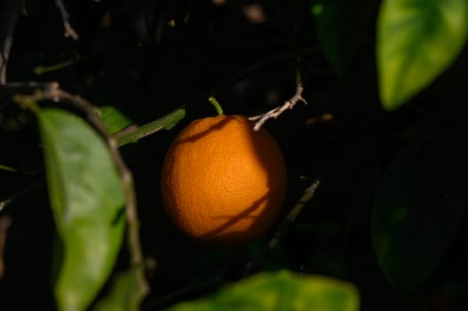 Glistening orange fruit hangs amidst vibrant green foliage, illuminated by the warm glow of sunlight.
