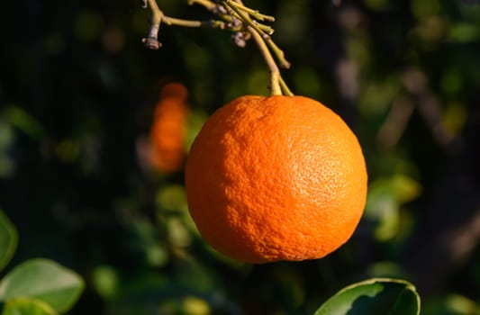 A vibrant orange fruit dangles gracefully from a green branch, surrounded by lush leaves in a sunny orchard.