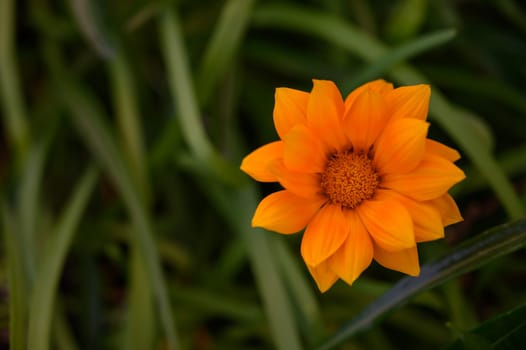 A striking orange flower stands out beautifully against a backdrop of rich green blades, radiating summer warmth.