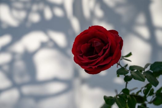 Vibrant red rose captures sunlight as its shadow gracefully dances on a wall, showcasing nature's beauty in detail.