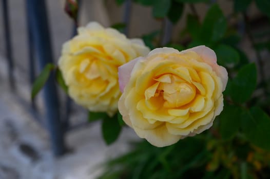 Delicate yellow roses thrive in vibrant greenery, basking in sunlight and filling the air with floral beauty.