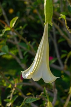 A delicate white trumpet flower hangs gracefully amidst lush green foliage, basking in warm sunlight.