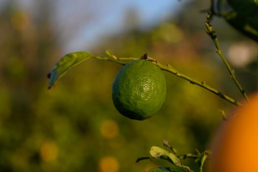 A single green citrus fruit dangles from a branch, surrounded by lush foliage under a bright, golden afternoon light.