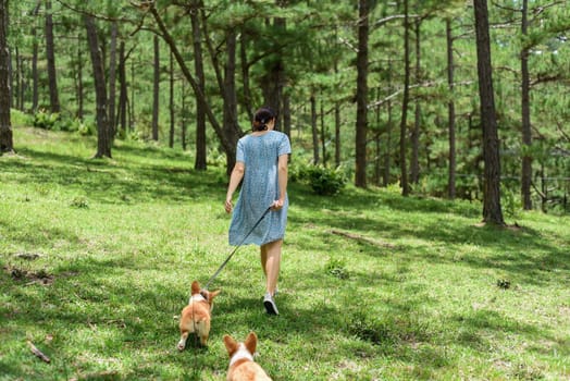 Young woman walking with her corgi dogs in the forest