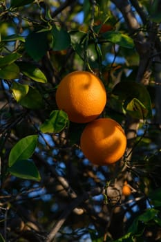 Two ripe oranges dangle from green leaves, basking in warm sunlight under a clear blue sky, creating a serene moment.