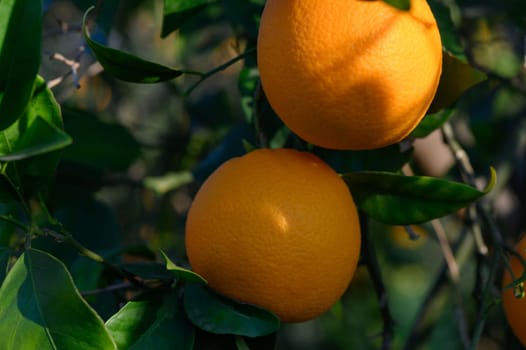 Plump, vibrant oranges dangle from lush green leaves in a warm orchard, showcasing nature's bounty.