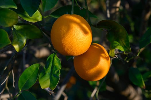 Juicy oranges dangle from lush green leaves, soaking up the warm sunlight in a vibrant grove.