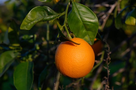 A ripe orange dangles from a leafy branch, soaking up the sun in a lush orchard on a beautiful day.