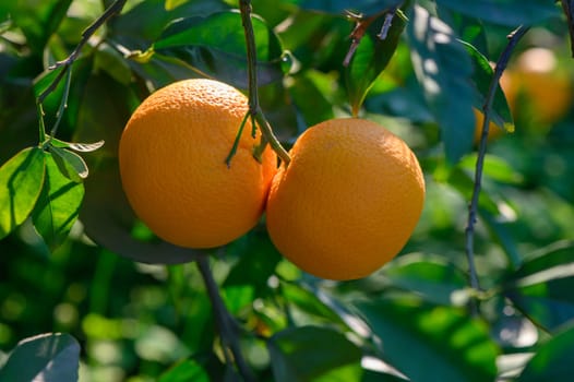 Two ripe oranges dangle from a green tree branch, basking in warm sunlight in a serene garden setting.